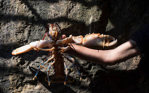 Seafood Markets and Modern Fish Restaurants